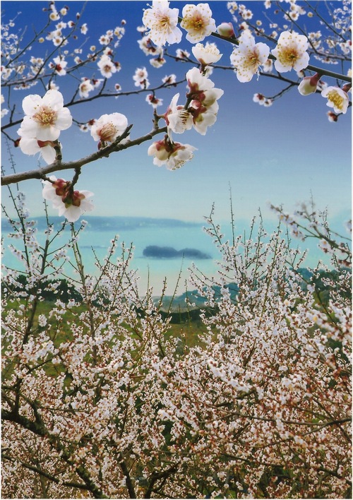 梅畑から見たみなべの風景