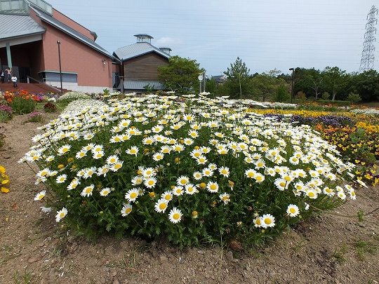 春の花