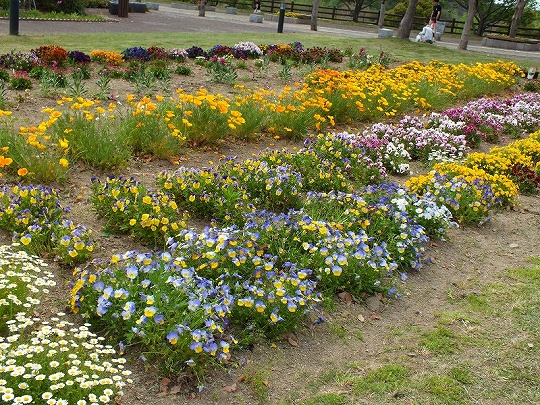 春の花