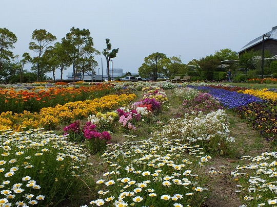 春の花