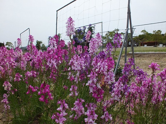 春の花