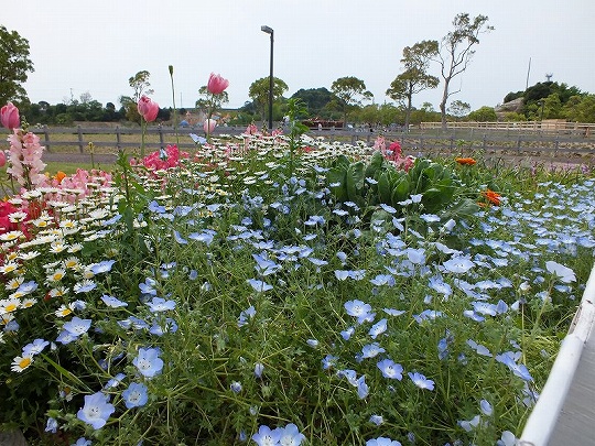 春の花