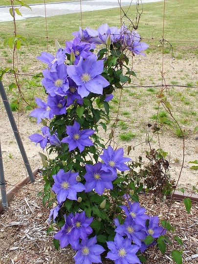 春の花